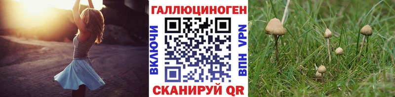 купить закладку  Артём  Галлюциногенные грибы Psilocybe 